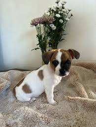 Male Teacup Chihuahua Puppy