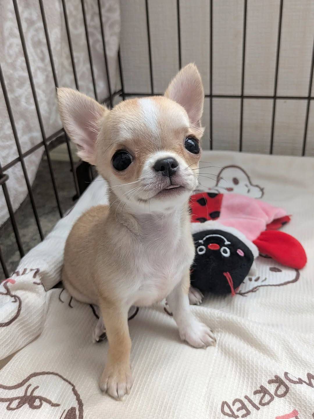 Female Apple Head Chihuahua
