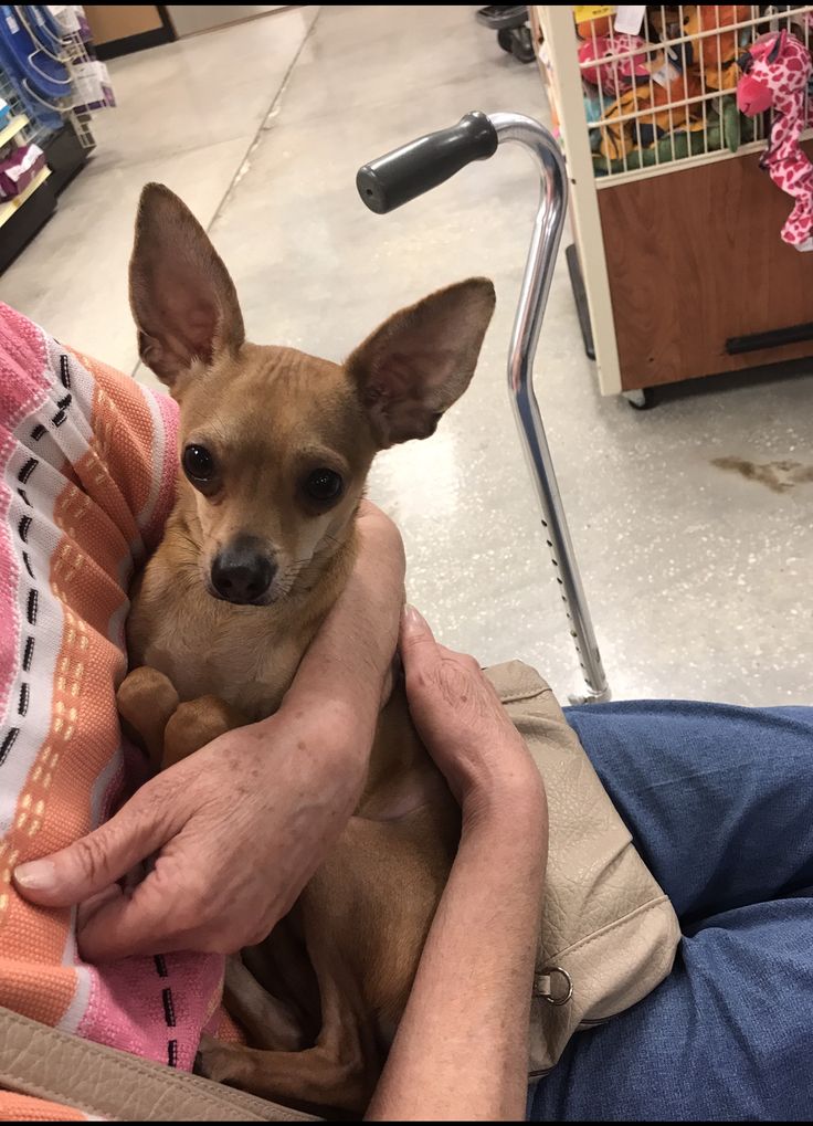 Male Deer Head Chihuahua