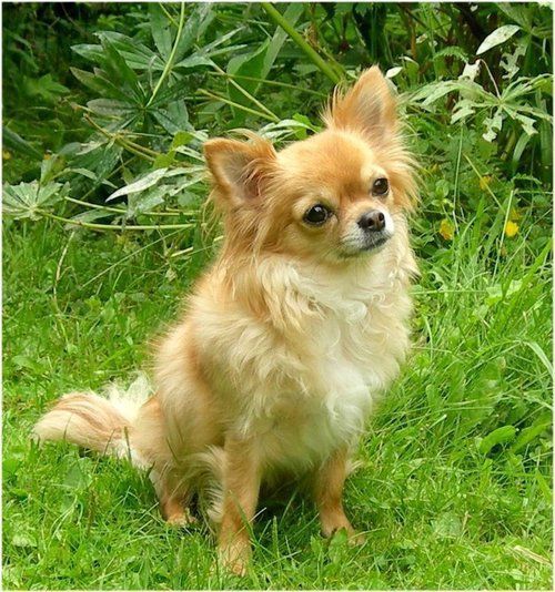 Male Long Coat Chihuahua